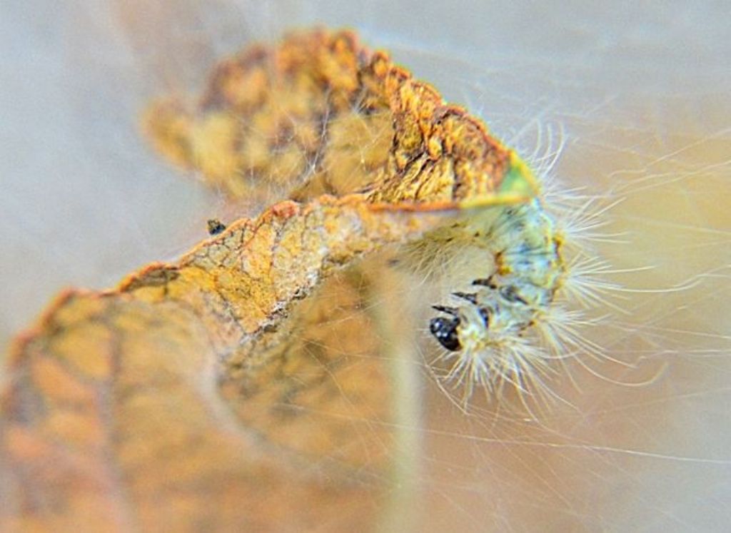 Bruchi di Hyphantria cunea (Erebidae Arctiinae)